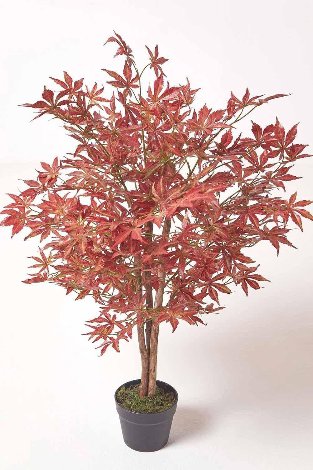 Acer Tree Pot 90 cm Tall