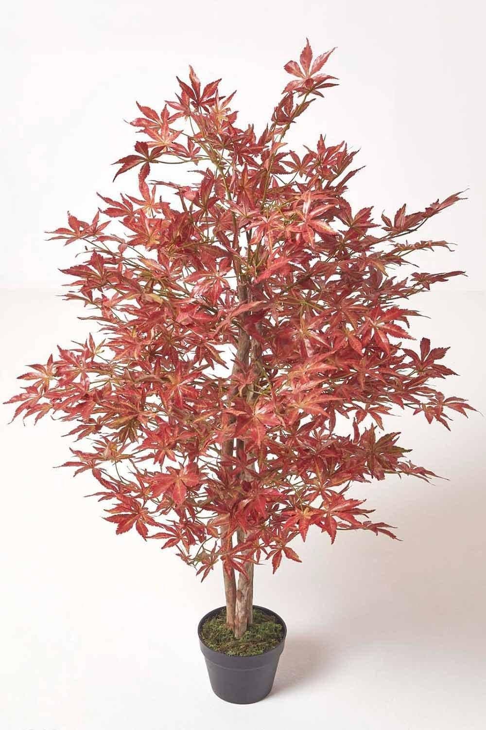 Acer Tree Pot 120 cm Tall
