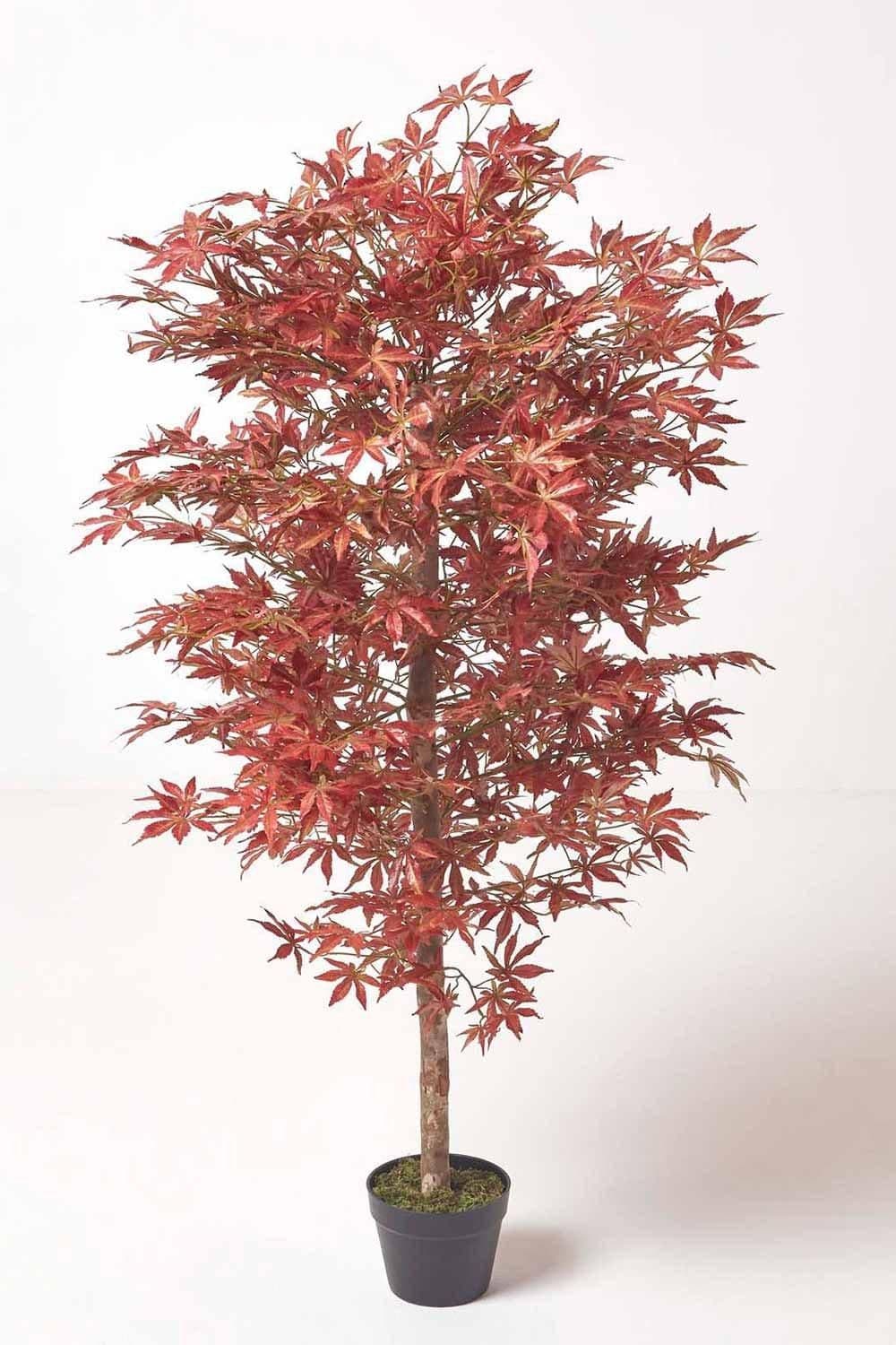Acer Tree Pot 150 cm Tall