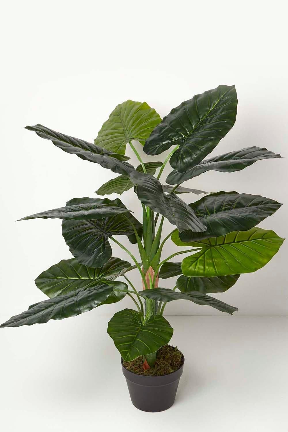 Taro Plant Pot 90 cm Tall