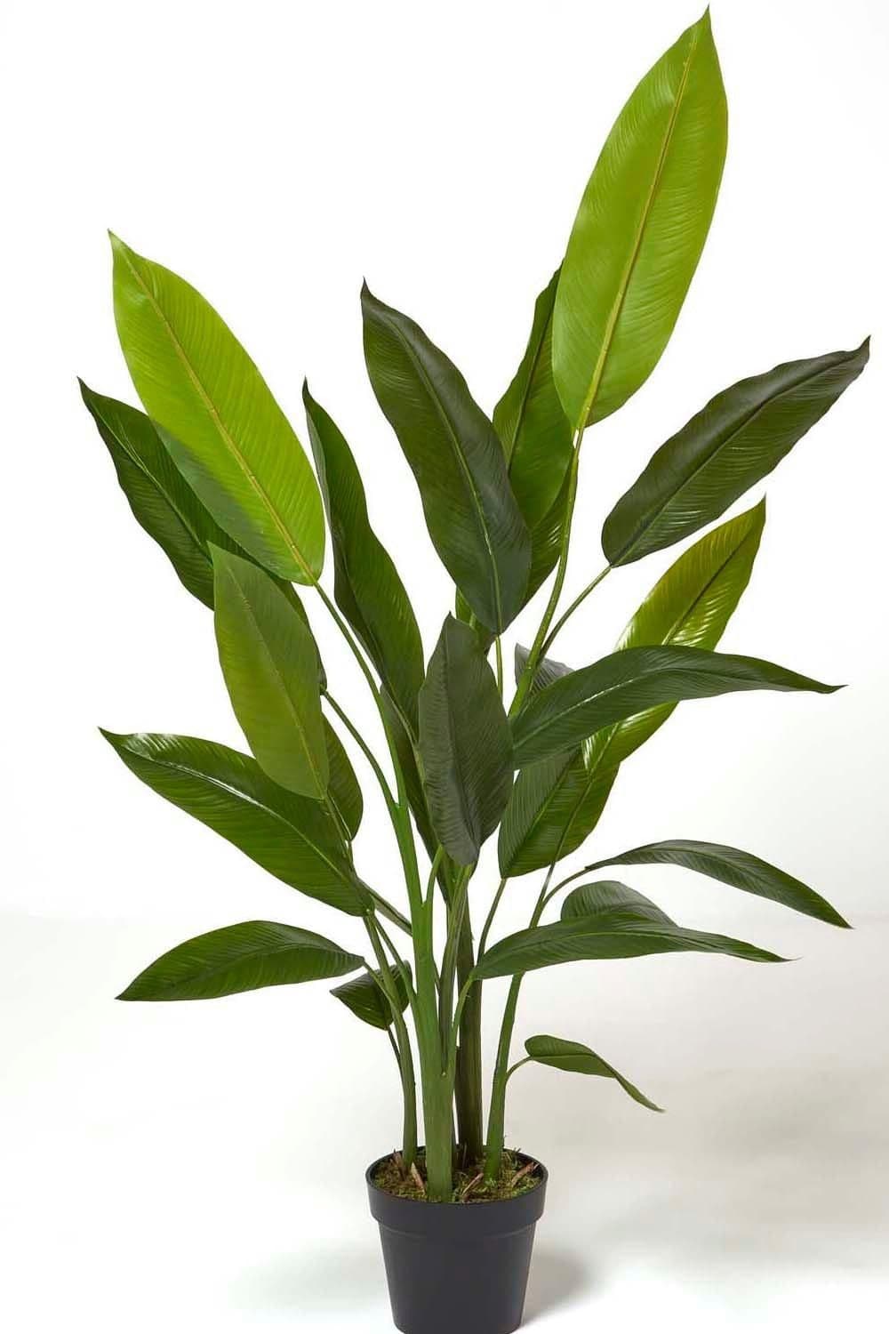 Heliconia Plant Pot 140 cm Tall