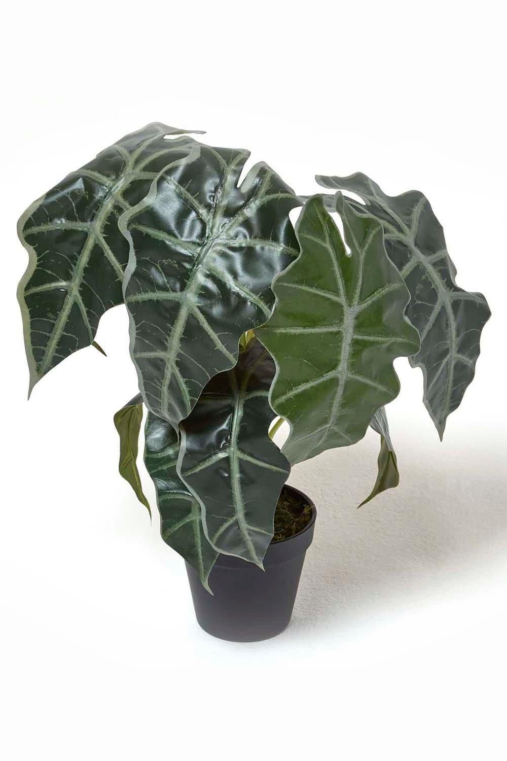 Amazonica Elephant Ear Plant Pot 50 cm Tall