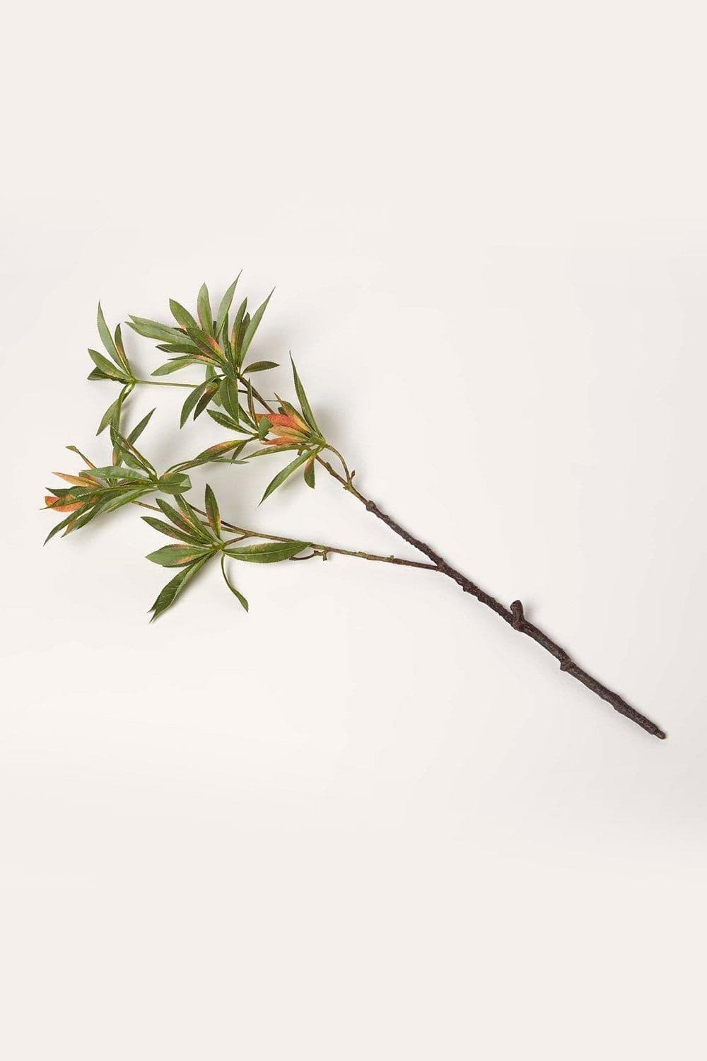 Elaeocarpus Leaf Single Stem Spray 92 cm