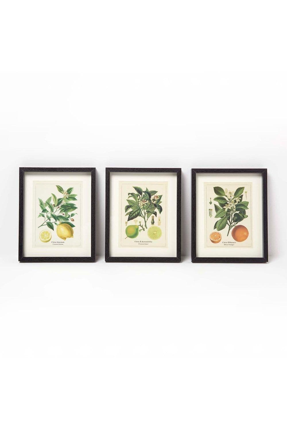 Wall Decoration Set 3 Frames Picture Citrus Fruits