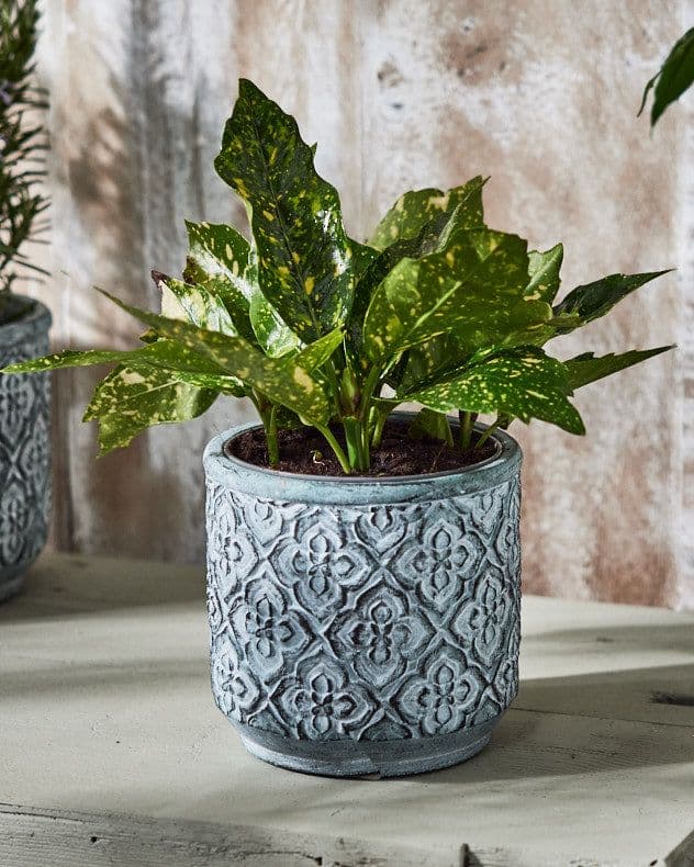 Vintage Embossed Trellis Design Small Flower Planter Indoor Outdoor Plant Pot