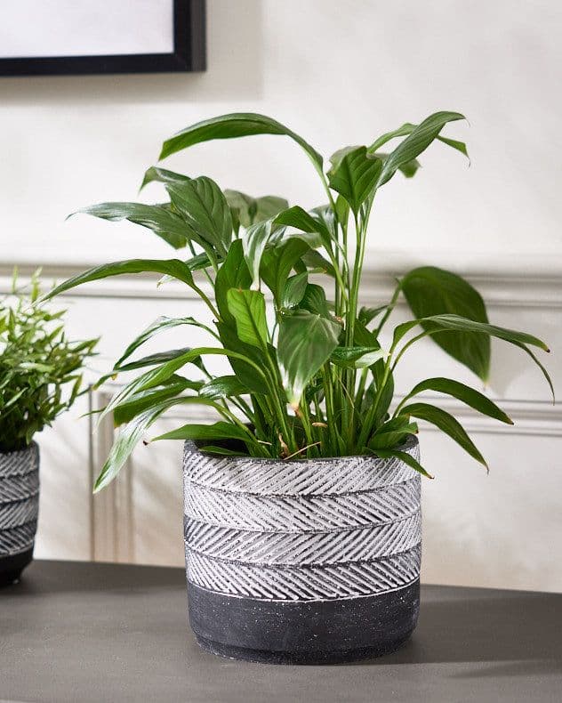 Slate Cement Round Planter Indoor Flower Pot Houseplant Outdoor Garden Plant Pot