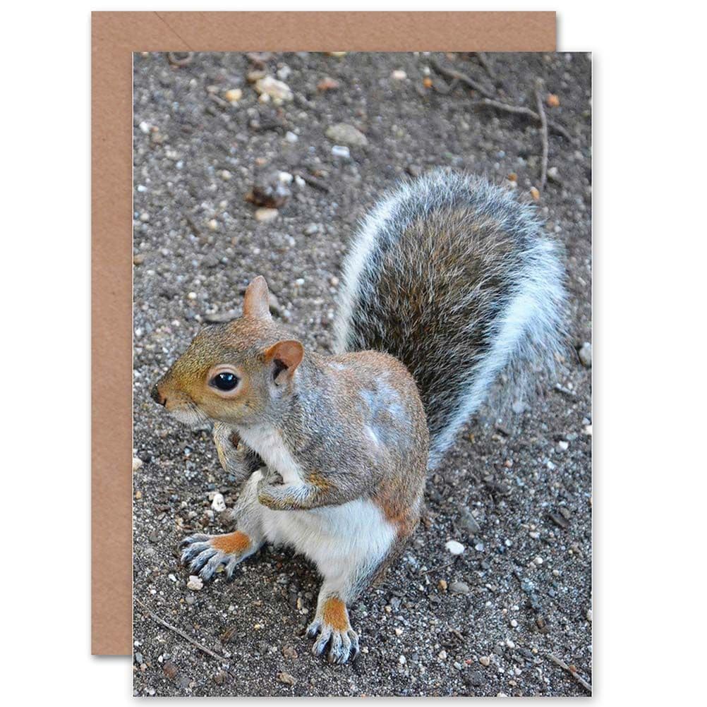 Birthday Little Squirrel Greetings Card