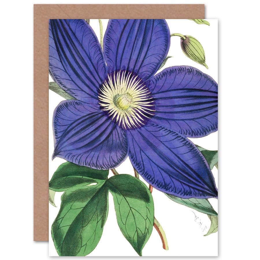 Big Purple Clematis Flower Greetings Card