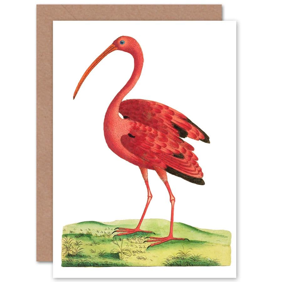 Bird Scarlet Ibis Greetings Card