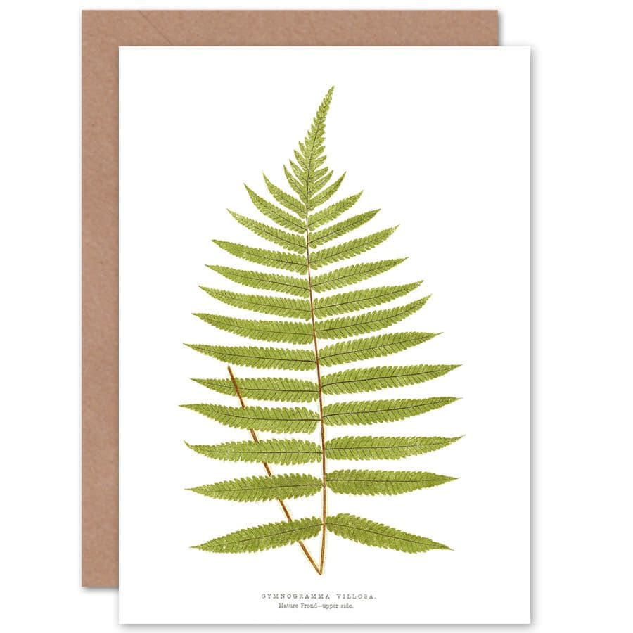Fern Gymnogramma Villosa Greetings Card