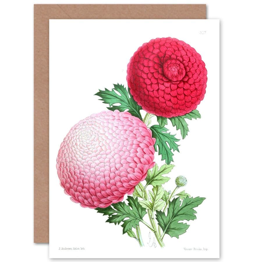 Flower Petals Greetings Card
