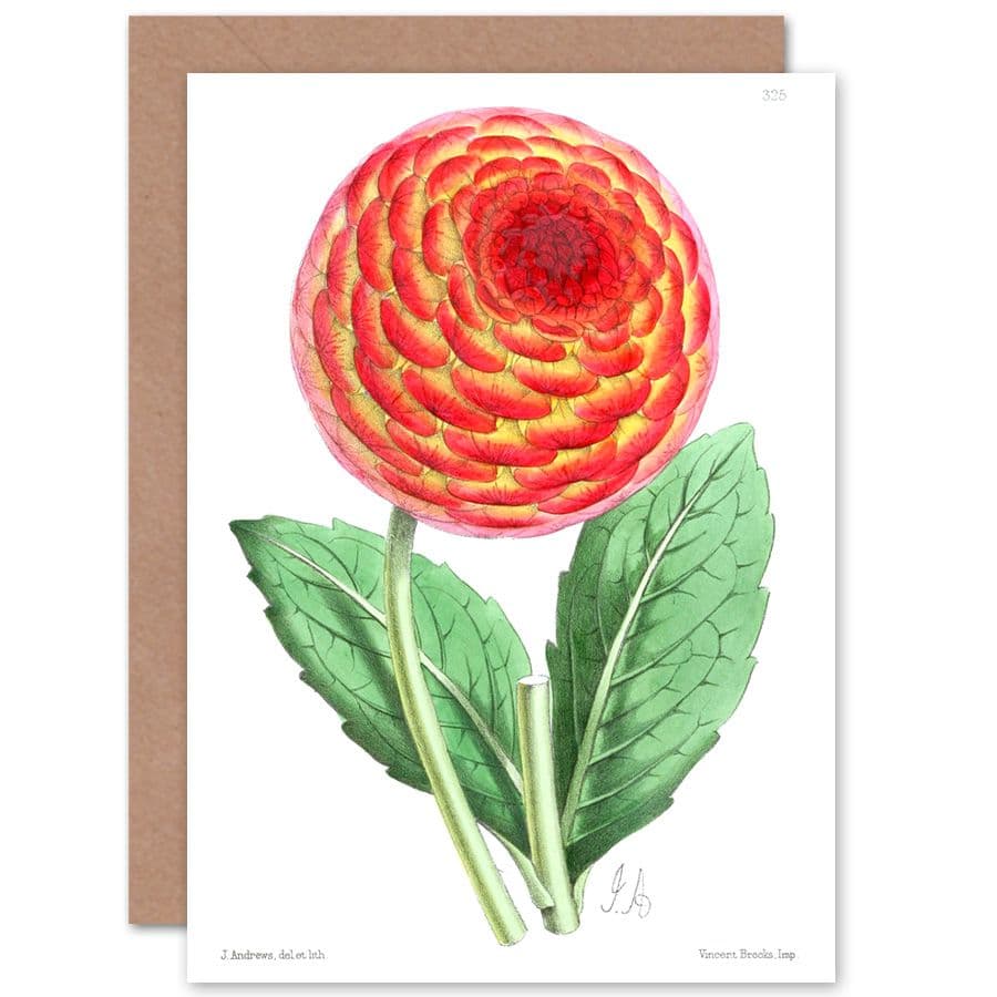 Flower Orange Dahlia Greetings Card