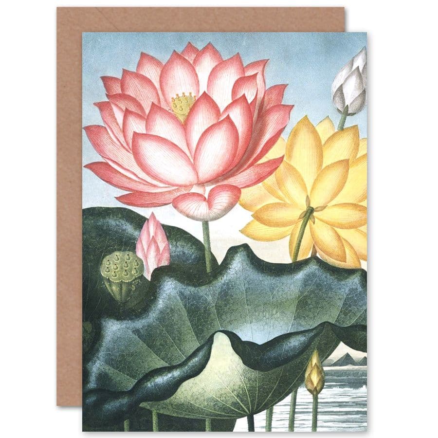 Flowers Lotus Sacred Egyptian Bean Greetings Card