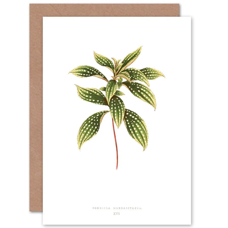 Leaf Sonerila Margaritacea Greetings Card