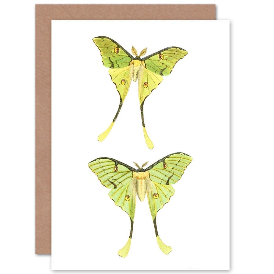 Moths Green Greetings Card