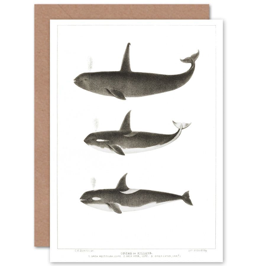 Orca Killer Whales Greetings Card