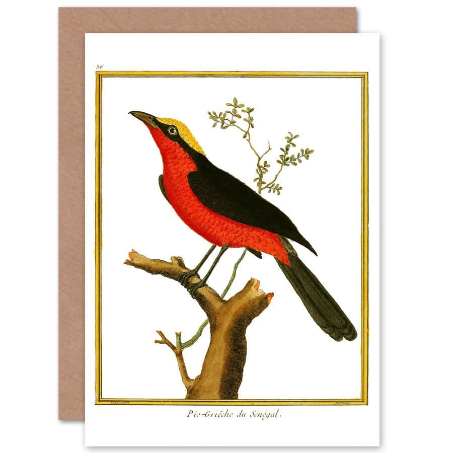 Bird Pie Grieche Du Senegal Shrike Greetings Card