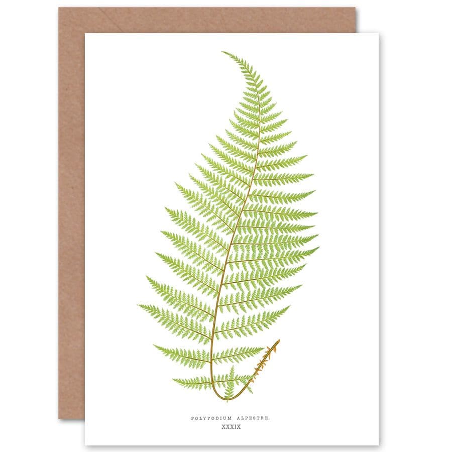 Wildflower Bontanical Fern Polypodium Alpestre Greetings Card