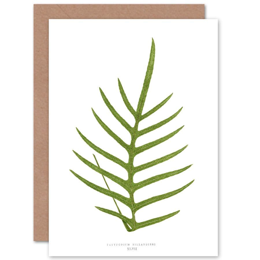 Wildflower Bontanical Fern Polypodium Billardieri Greetings Card