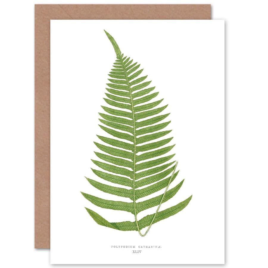 Wildflower Bontanical Fern Polypodium Catharinae Greetings Card