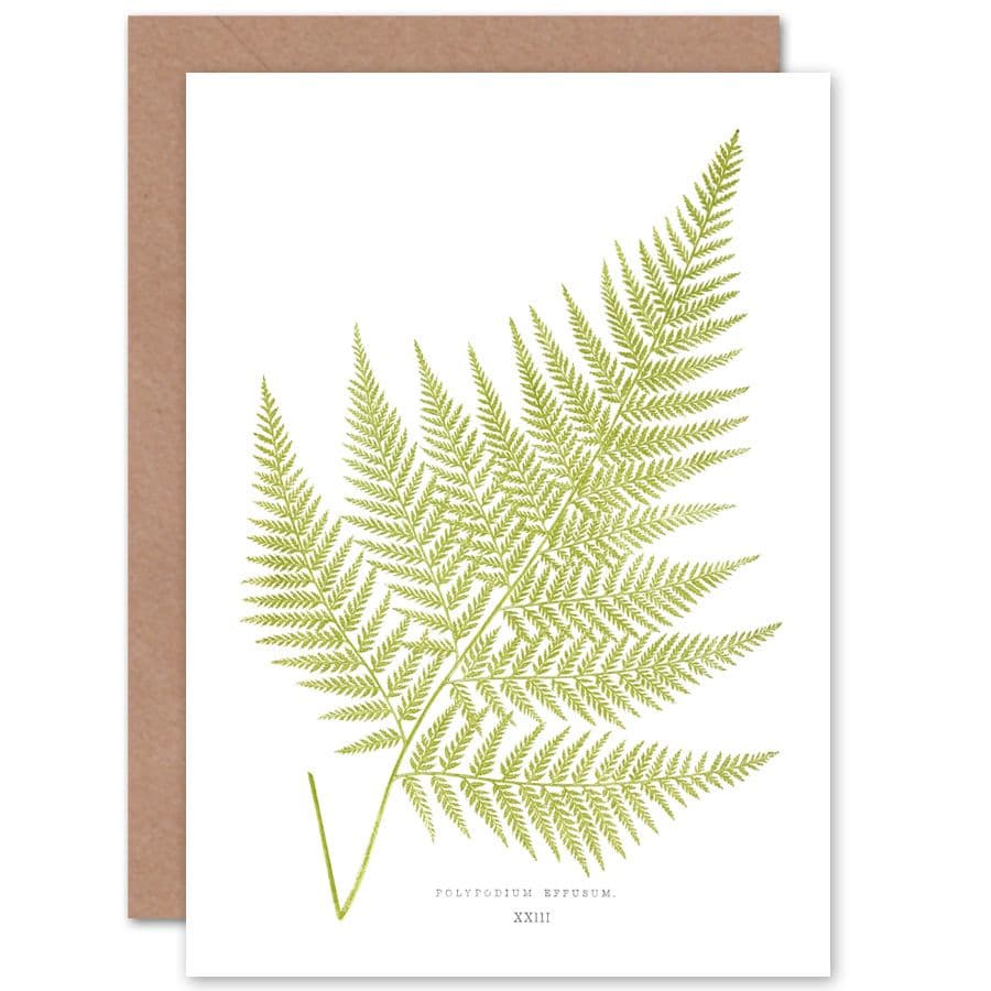 Wildflower Bontanical Fern Polypodium Eppusum Greetings Card