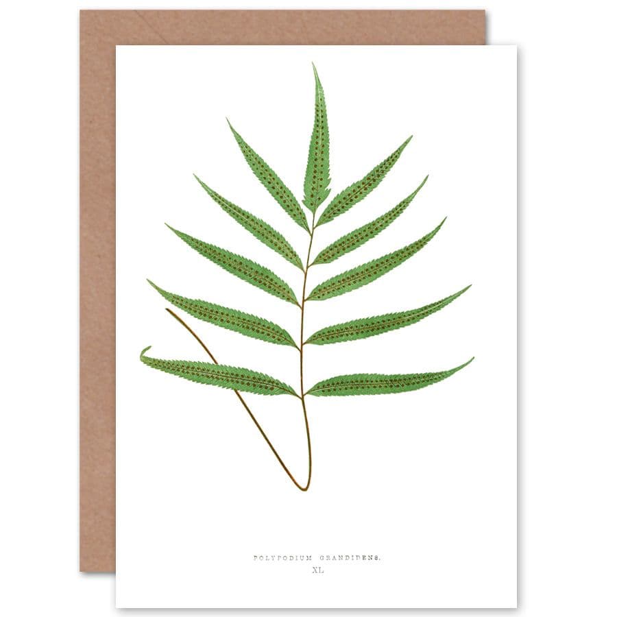 Wildflower Bontanical Fern Polypodium Grandidens Greetings Card