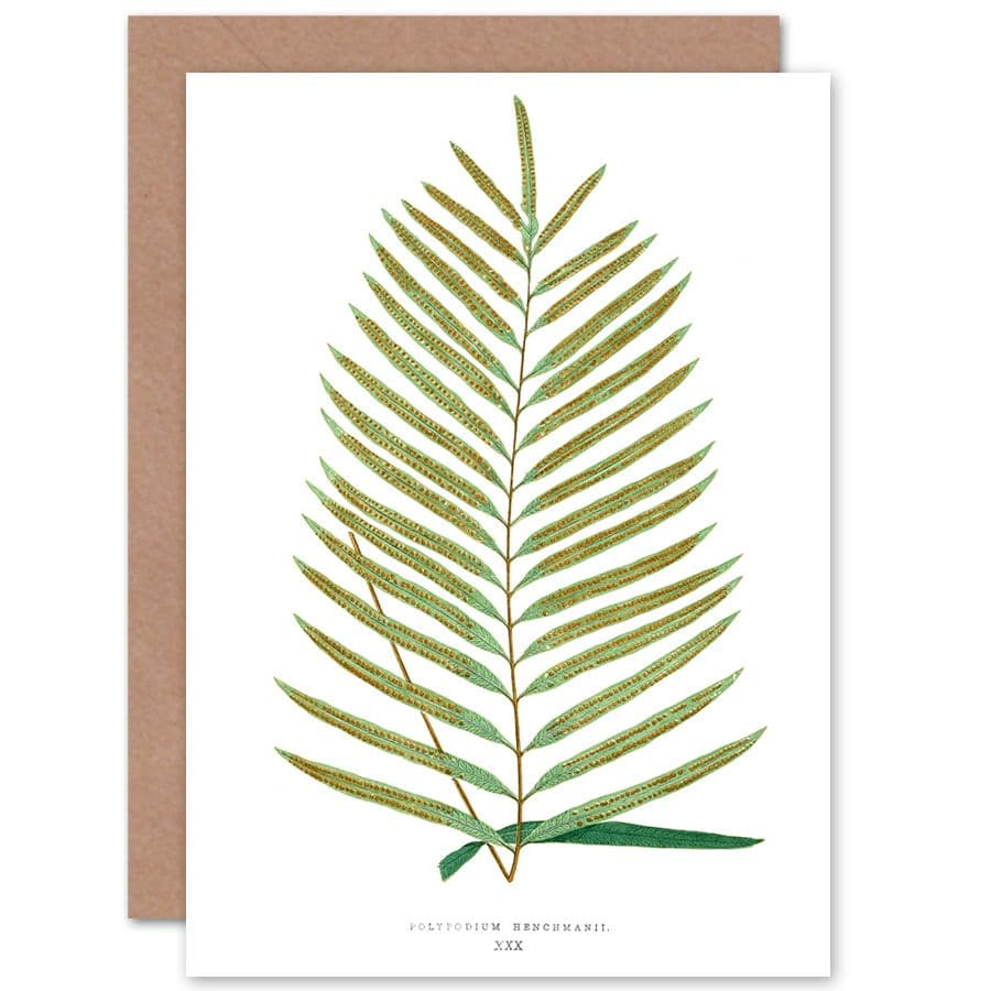 Wildflower Bontanical Fern Polypodium Hemchmanii Greetings Card