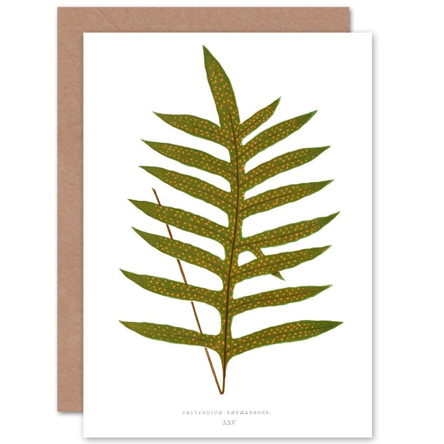 Wildflower Bontanical Fern Polypodium Phymatodes Greetings Card