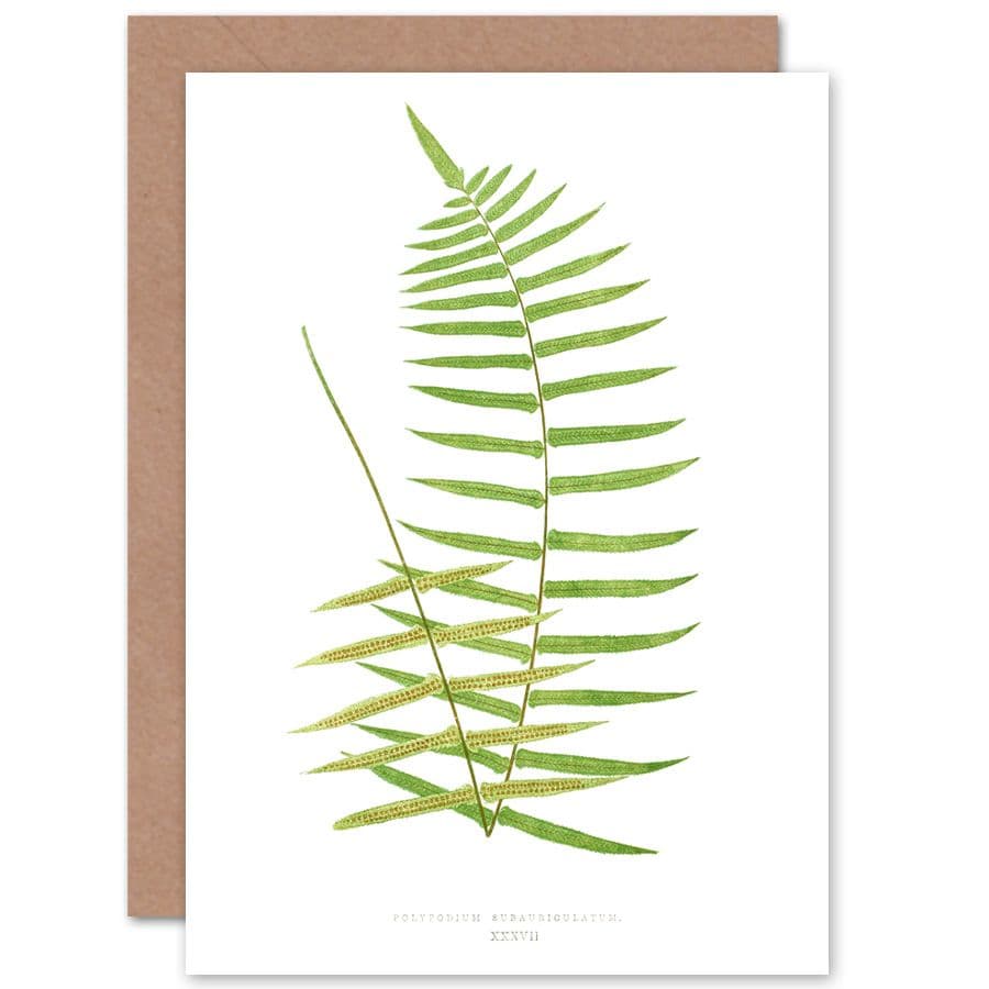 Wildflower Bontanical Fern Polypodium Subauriculatum Greetings Card