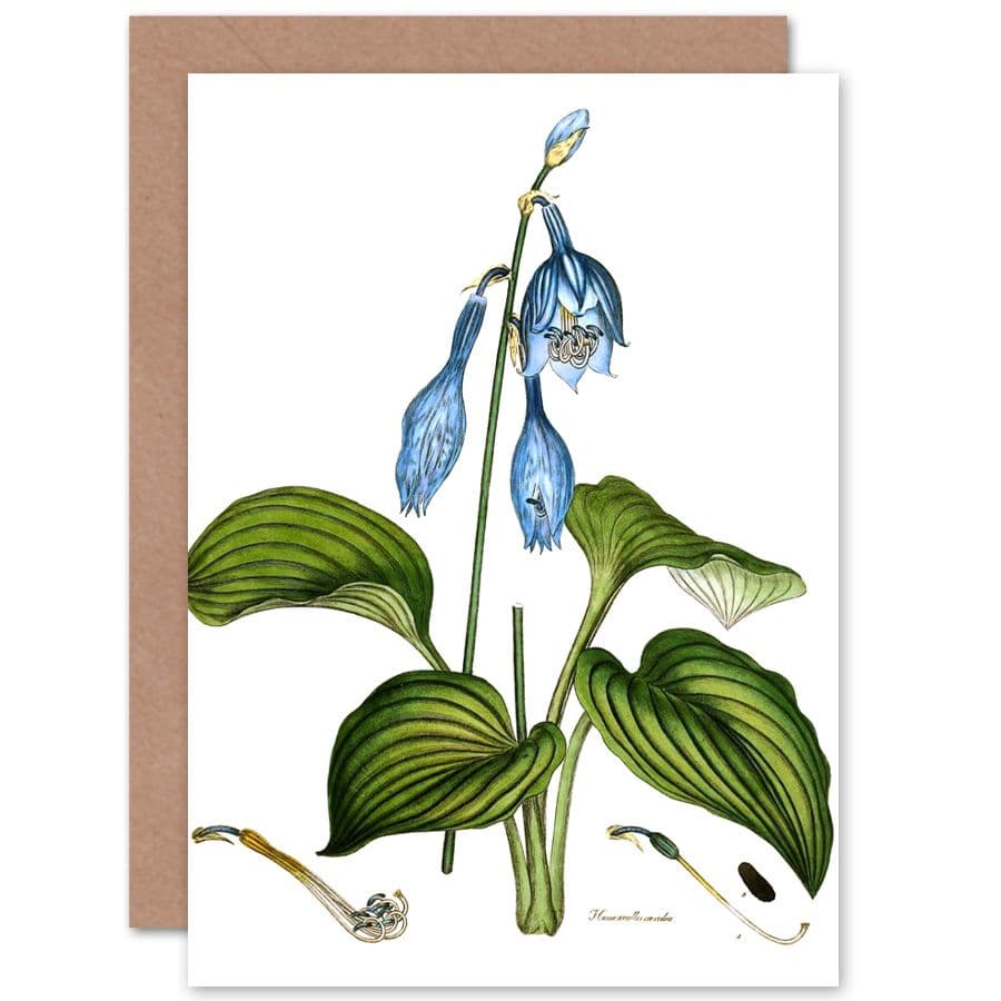 Flower Blue Day Lily Hemerocallis Caerulea Greetings Card