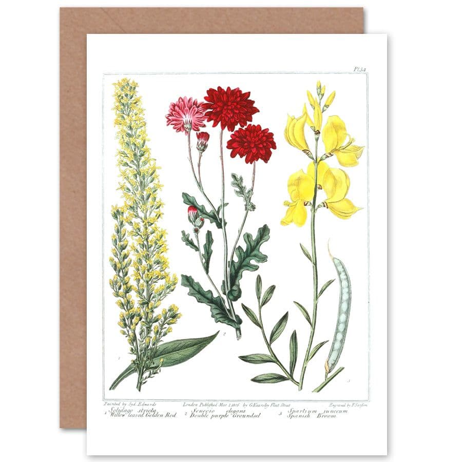 Flower Golden Rod Groundsel Spanish Broom Greetings Card
