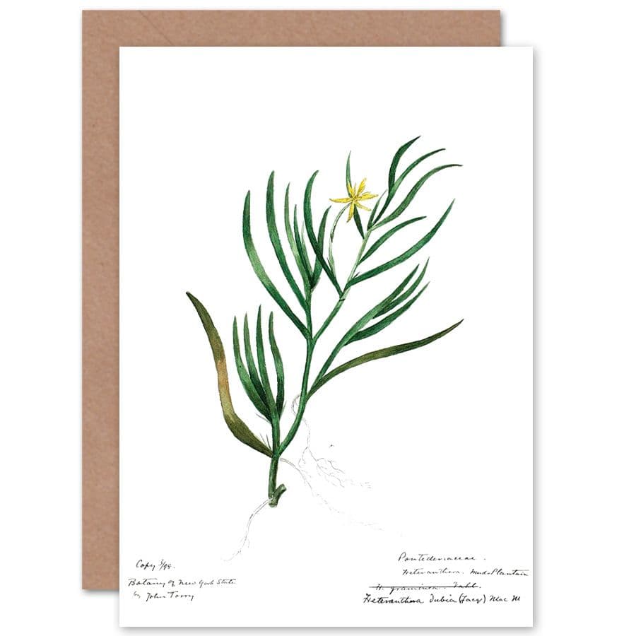 Flower Plant Botany John Torry Greetings Card