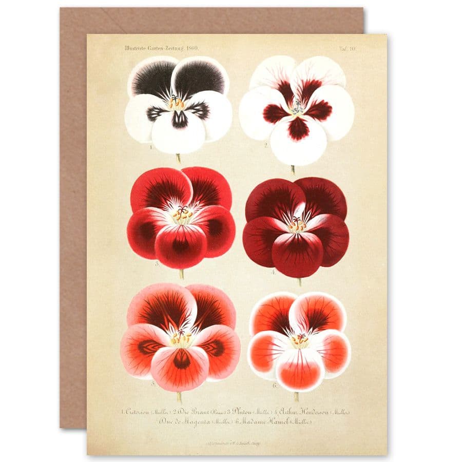 Flower Plant Botany Pansies Greetings Card