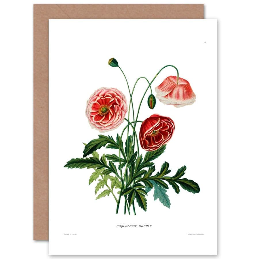 Flower Poppy Coquelicot Double Greetings Card