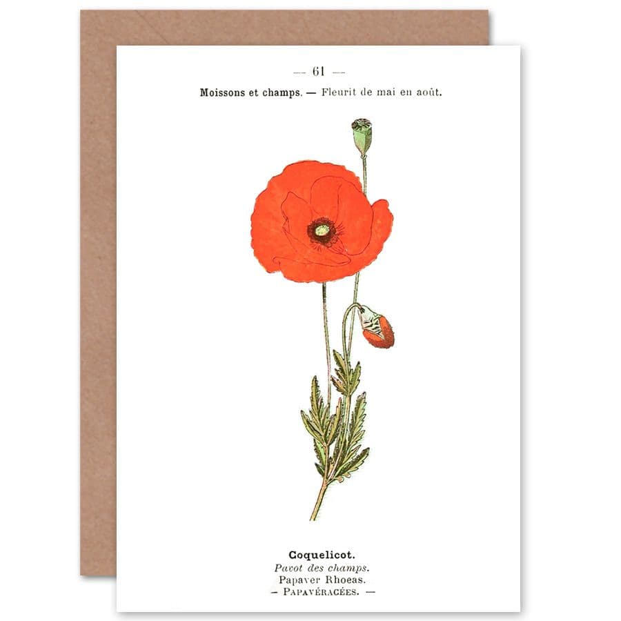 Flower Poppy Coquelicot Papaver Rhoeas Greetings Card