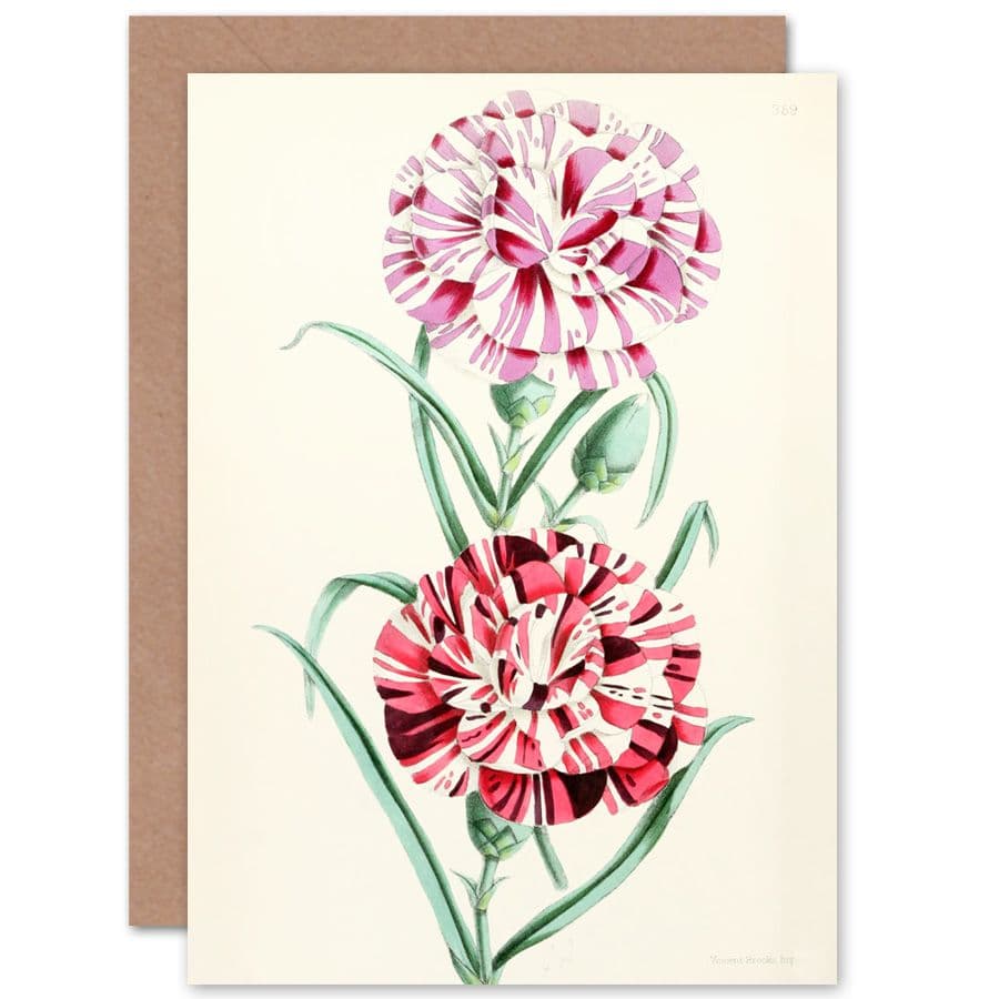 Flower Striped Pinks Petals Greetings Card