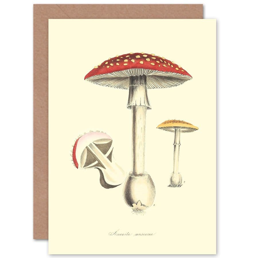 Fungus Amanita Muscaria Fly Agaric Magic Mushroom Greetings Card