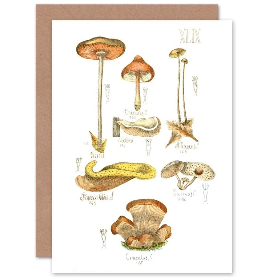 Fungus Mushrooms Concalus Oreades Greetings Card