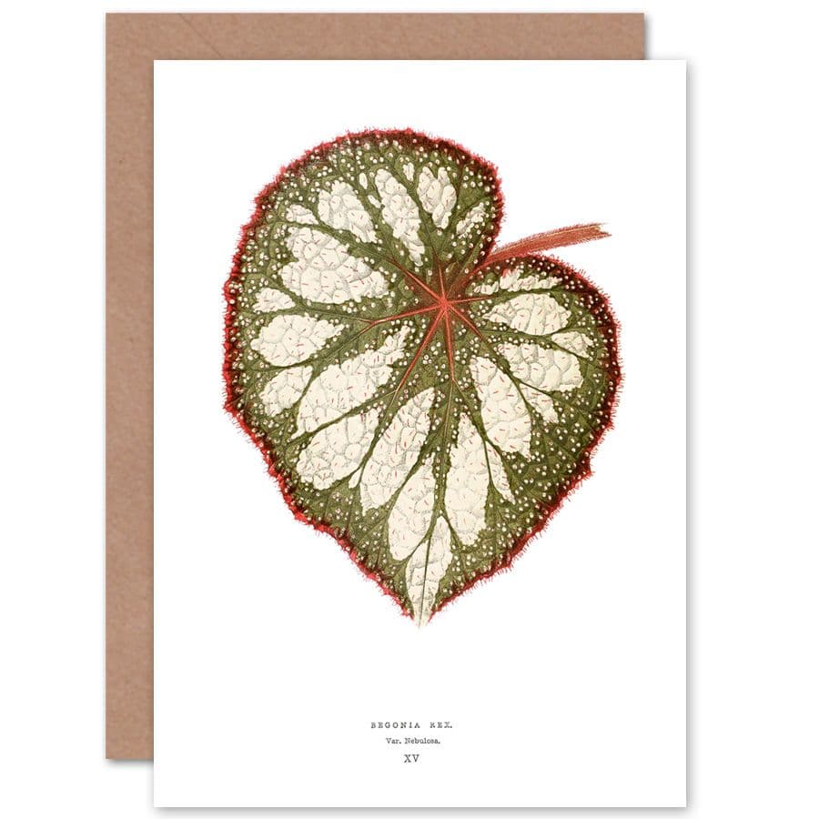 Botanical Gardner Leaf Begonia Rex Nebulosa Greetings Card