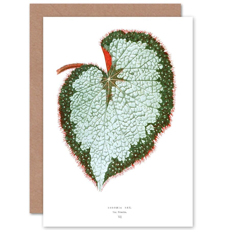 Botanical Gardner Leaf Begonia Rex Var Grandis Greetings Card