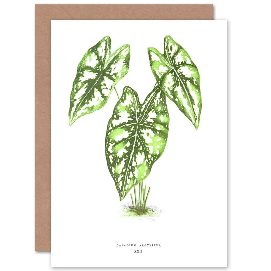Botanical Gardner Leaf Caladium Argyrites Greetings Card