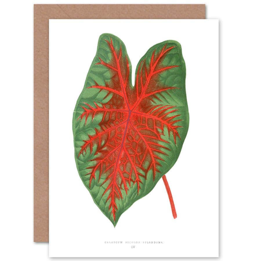 Botanical Gardner Leaf Caladium Bicolor Spendens Greetings Card