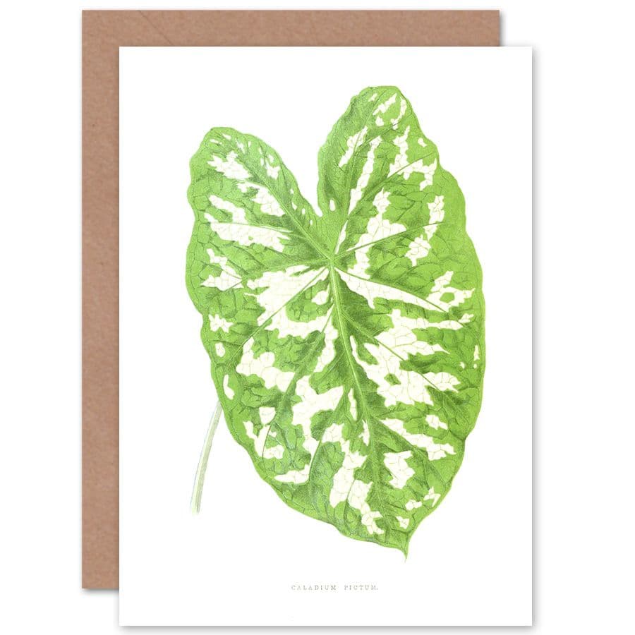 Botanical Gardner Leaf Caladium Pictum Greetings Card