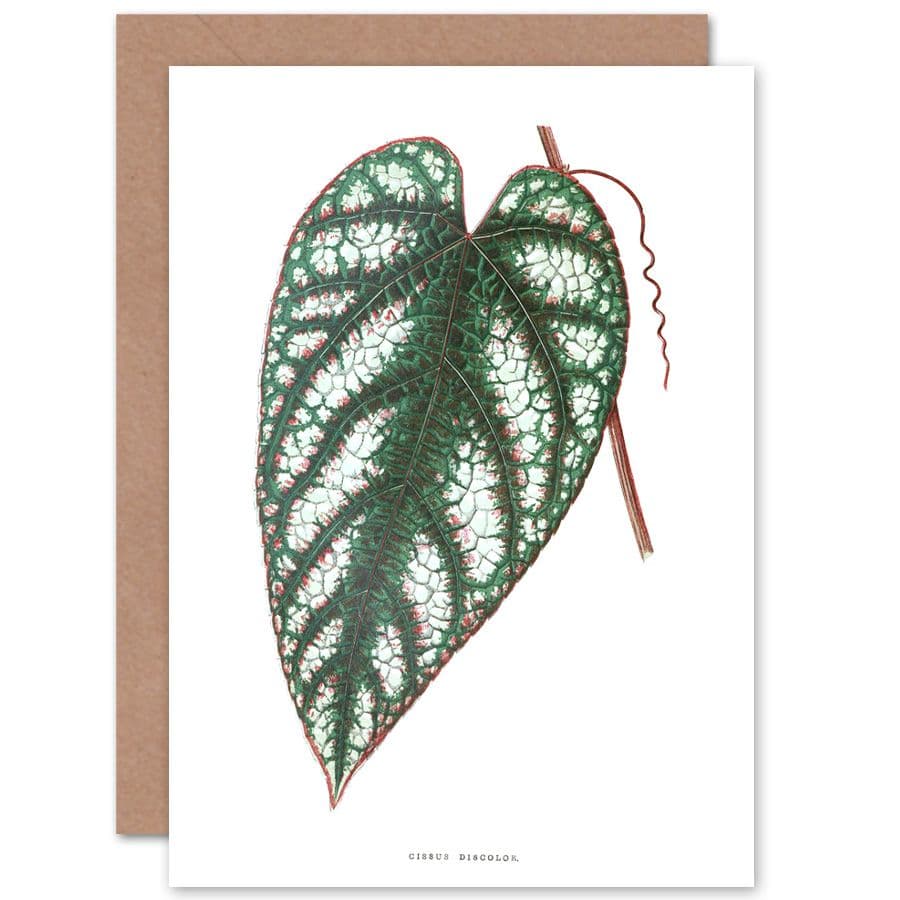 Botanical Gardner Leaf Cissus Discolor Greetings Card