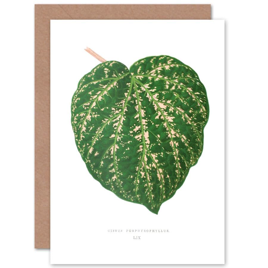 Botanical Gardner Leaf Cissus Porphyrophyllus Greetings Card