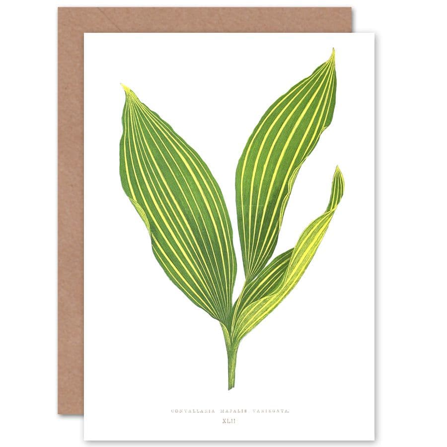 Botanical Gardner Leaf Convallaria Majalis Variegata Greetings Card