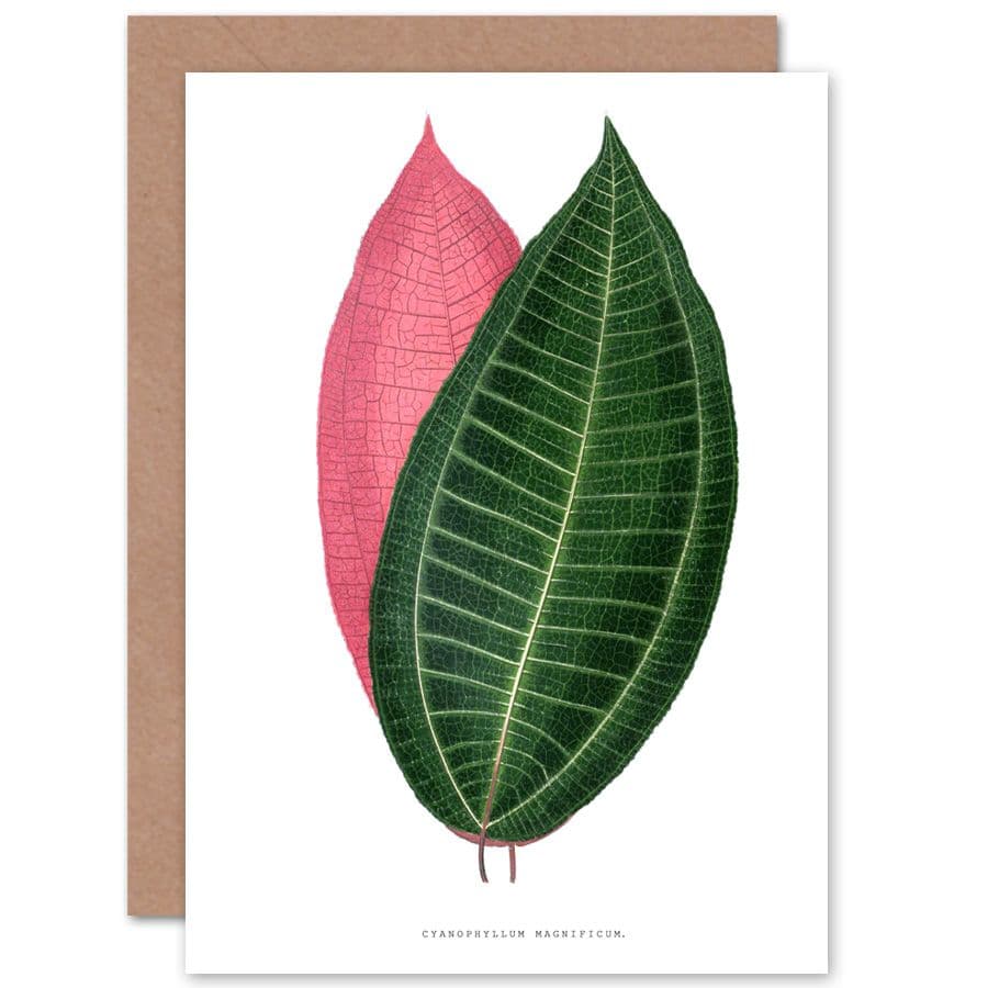 Botanical Gardner Leaf Cyanophyllum Magnificum Greetings Card