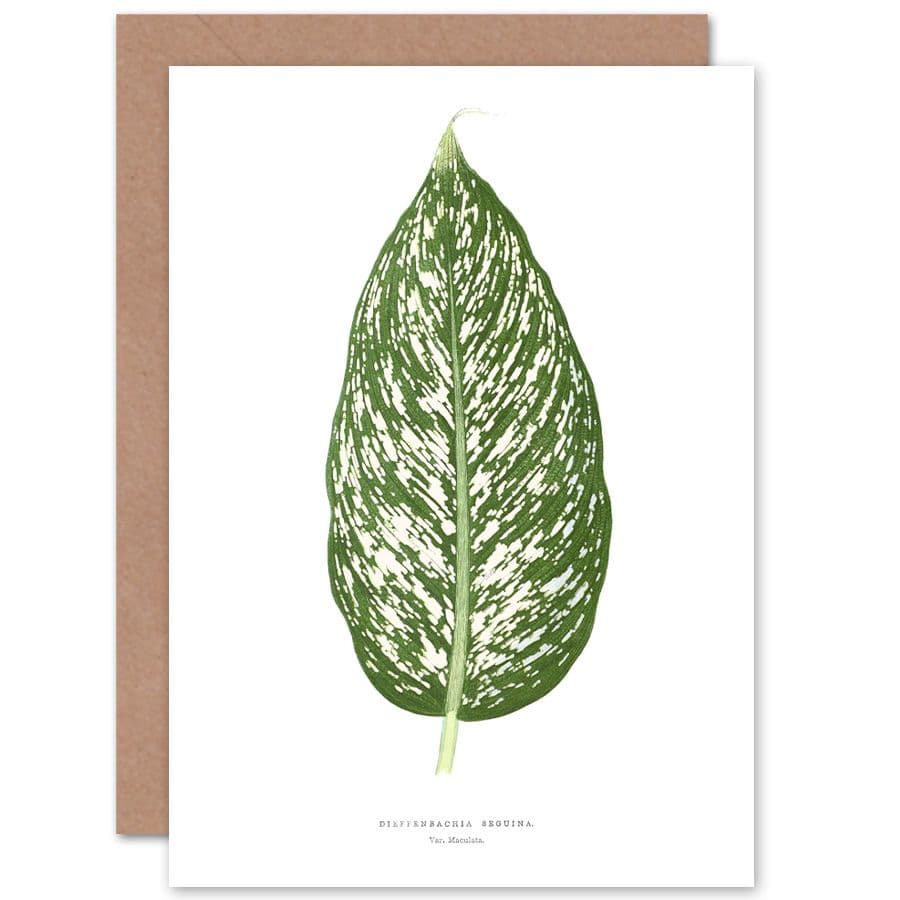 Botanical Gardner Leaf Dieffenbachia Seguina Greetings Card