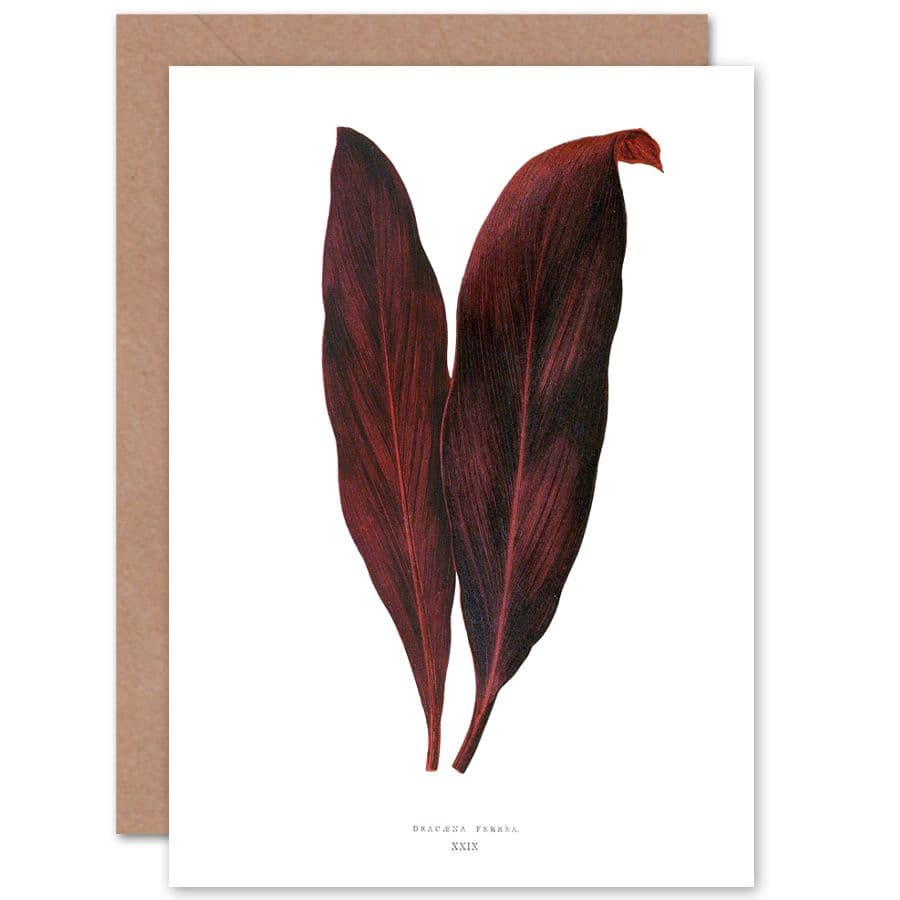 Botanical Gardner Leaf Dracaena Ferrea Greetings Card