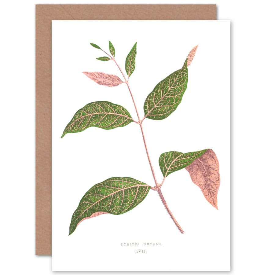 Botanical Gardner Leaf Echites Nutans Greetings Card